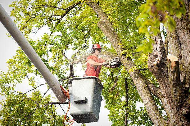 How Our Tree Care Process Works  in  Johnston, SC